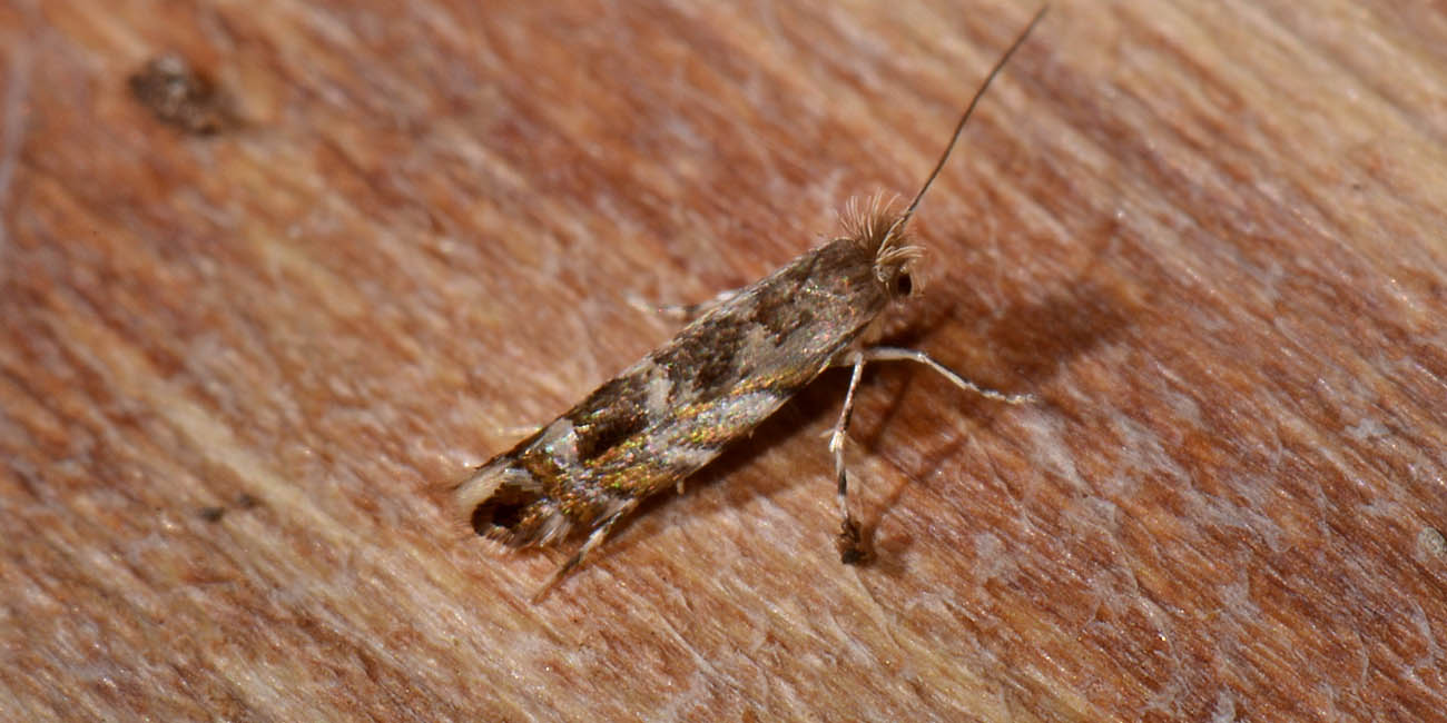 Gracillariidae? Si,  Phyllonorycter robiniella